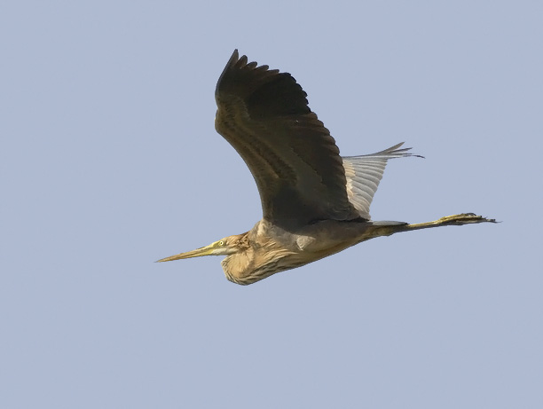 Ruskohaikara, Purple Heron, Ardea purpurea